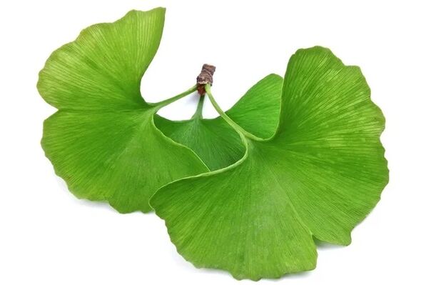 OstyHealth enthält Ginkgo biloba